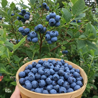 Cold-Hardy Blueberry Seeds, Non-GMO Seeds for Balcony & Garden