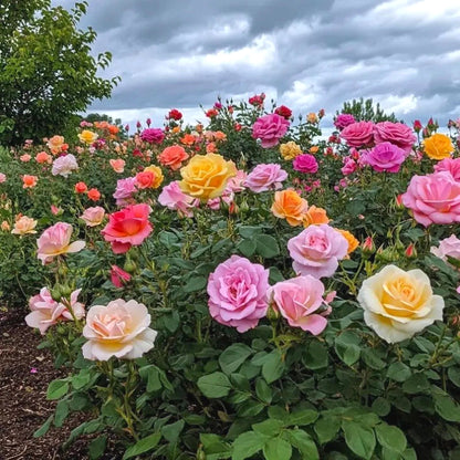 Exotic Mixed Rose Seeds, Non-GMO Hardy Perennial Flower Seeds Easy to Grow