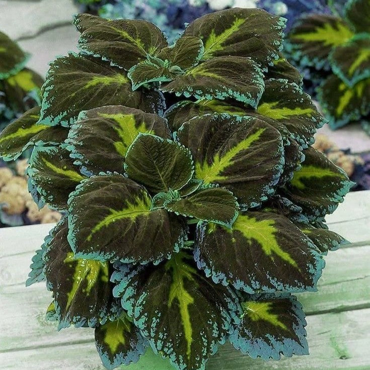 100pcs/bag Coleus Seeds Colorful Foliage Plant Seeds for Year-Round Interest