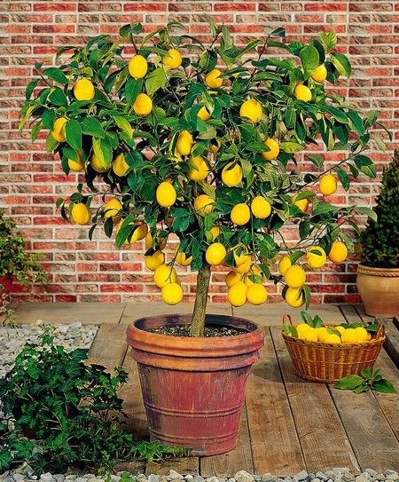20pcs/bag Lemon Seeds for Planting Juicy Citrus Trees in Pots or Gardens