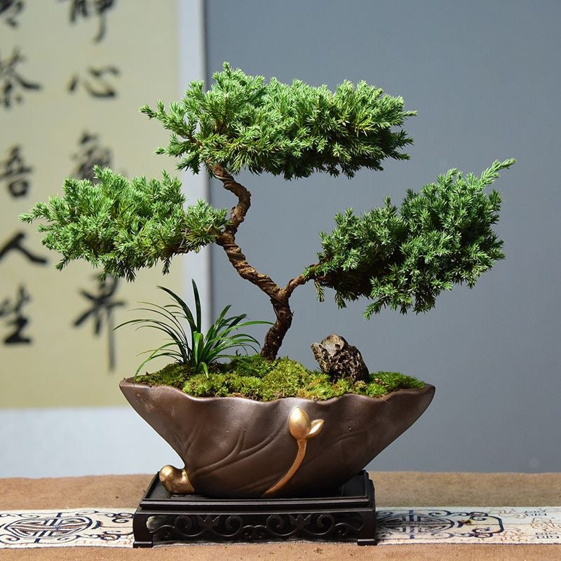 50pcs/bag Pine Tree Seeds for Planting - Grow Your Own Forest