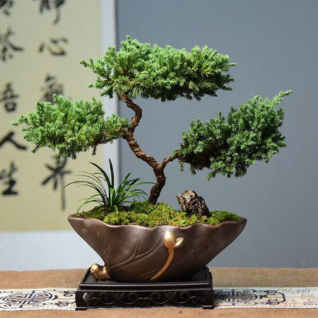 50pcs/bag Pine Tree Seeds for Planting - Grow Your Own Forest