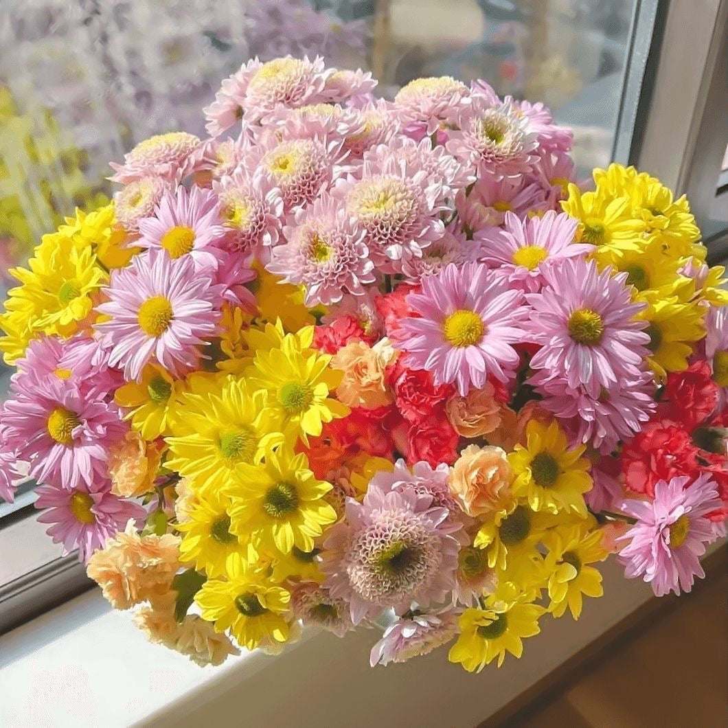 100pcs/bag Chrysanthemum Seeds - Hardy Mum Seeds for Autumn Blooms