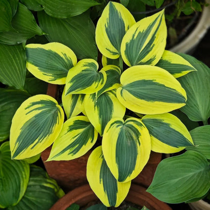 100pcs/bag Hosta Seeds: Shade-Loving Perennial Plant Seeds for Landscaping