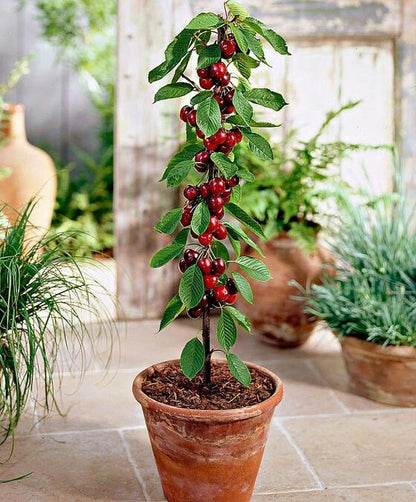 10pcs/bag Cherry Seeds Sweet Dark Red Fruit Trees for Backyard Orchard Planting