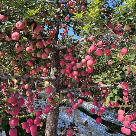 30pcs/bag Apple Seeds Heirloom Varieties Crisp Fruit Trees for Cold Climate Growing