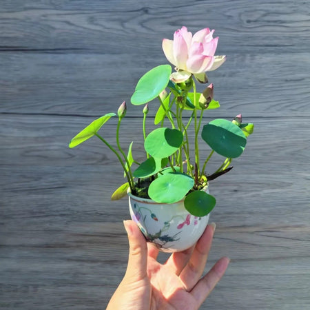 5pcs/bag Lotus Seeds for Water Gardens - Pure & Vibrant Blooms