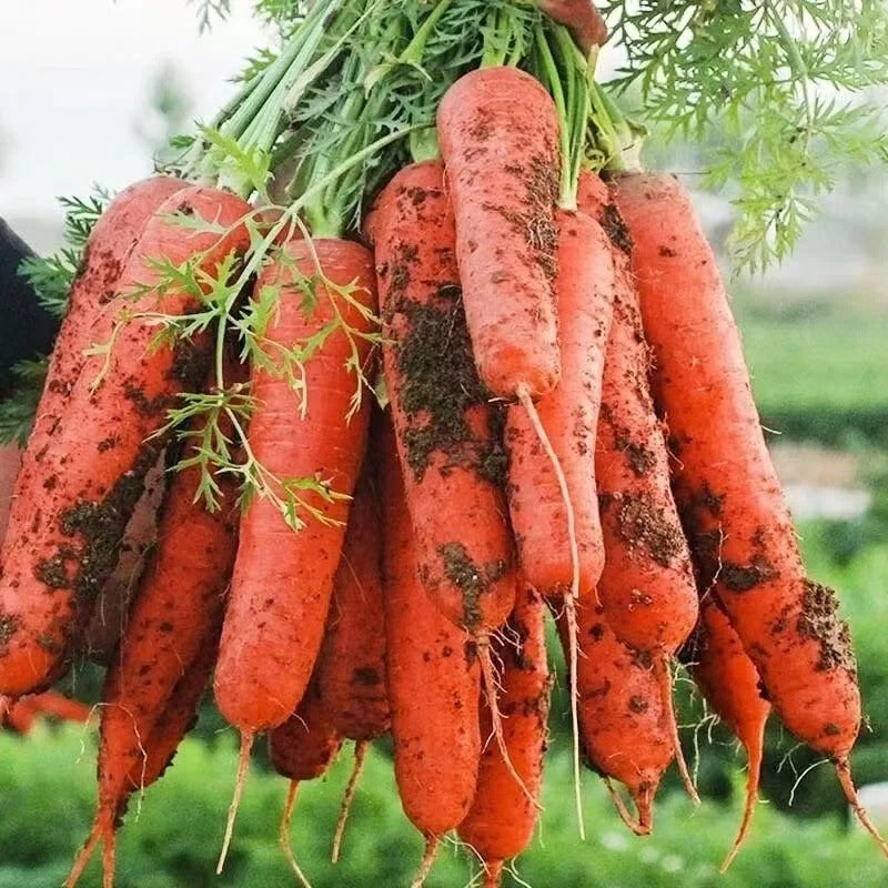 200pcs/bag Carrot Seeds - Crispy Orange Roots for Easy Vegetable Bed Growing