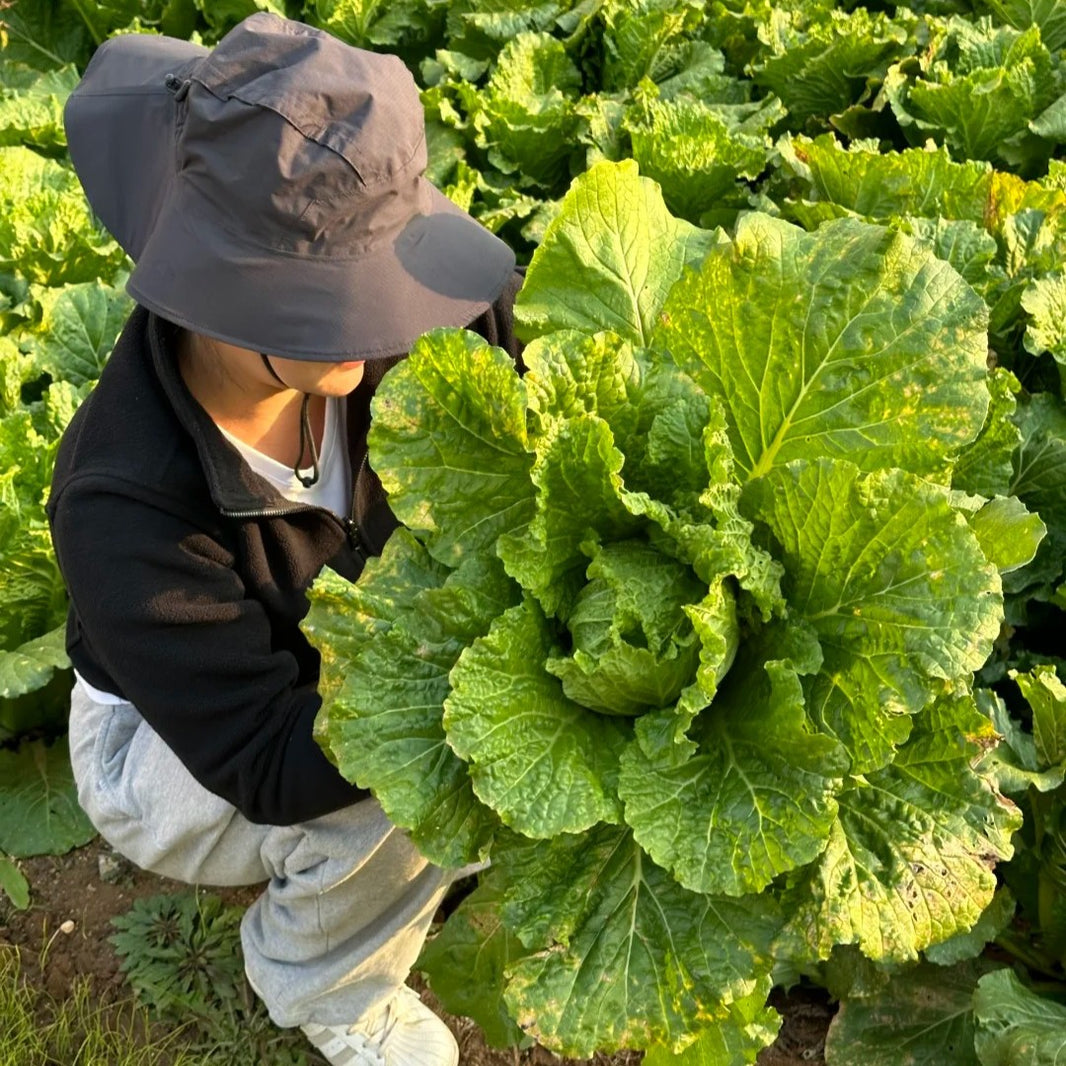 200pcs/bag cabbage Seeds - Nutrient-Rich Chinese Greens for Stir-Fry Gardens