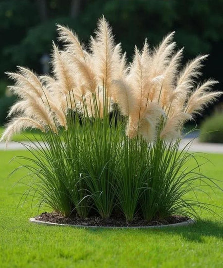 400pcs/bag Reed Seeds for Wetland Restoration - Marsh Planting Kit