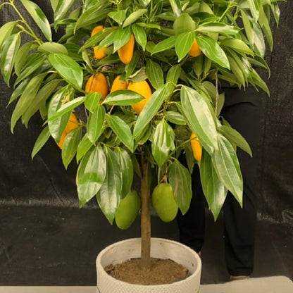 1pcs/bag Mango Seeds Dwarf Type Exotic Tropical Fruit Trees Easy Maintenance
