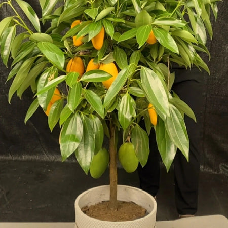 1pcs/bag Mango Seeds Dwarf Type Exotic Tropical Fruit Trees Easy Maintenance