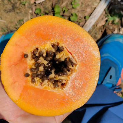 30pcs/bag Papaya Seeds Organic Style Tropical Fruit Trees Fast Growth Indoor Outdoor