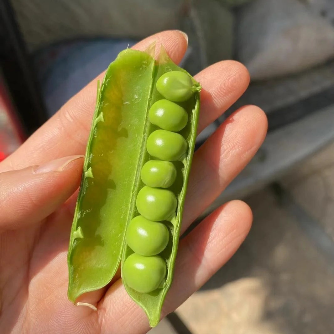10pcs/bag Pea Seeds Sugar Snap Snow Peas for Fresh Eating & Cooking