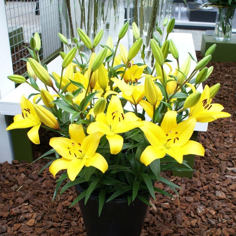 Easy to plant 2pcs/bag lily bulbs mixed colors