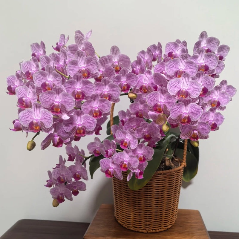50pcs/bag Phalaenopsis Orchid Seeds - Exotic Moth Orchid for Indoor Propagation