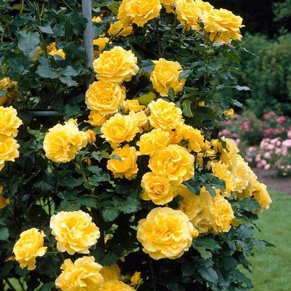 Garden Rose Seeds, High Germination Non-GMO Perennial Flower Seeds for Beginners
