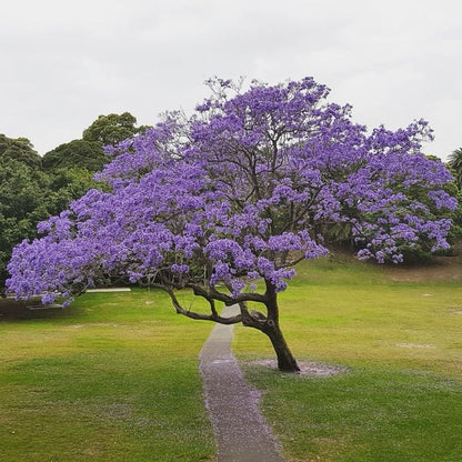100pcs/bag Paulownia Tree Seeds - Fast Growing Hardwood Saplings