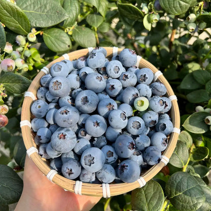 Blueberry Seeds, Non-GMO High Yield Seeds for Home Garden & Pots