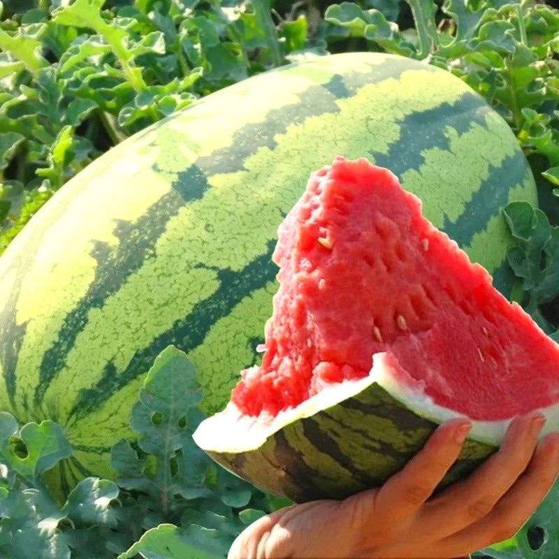 Non-GMO Giant Watermelon Seeds, Extra-Large Fruit for Melon Fields & Large-Scale Planting