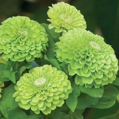 Garden Zinnia Seeds, Easy to Grow Non-GMO Seeds for Hanging Baskets & Cut Bouquets