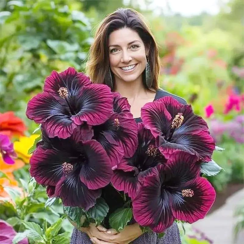 Hibiscus Seeds, Non-GMO Vibrant Flower Seeds for Garden & Balcony