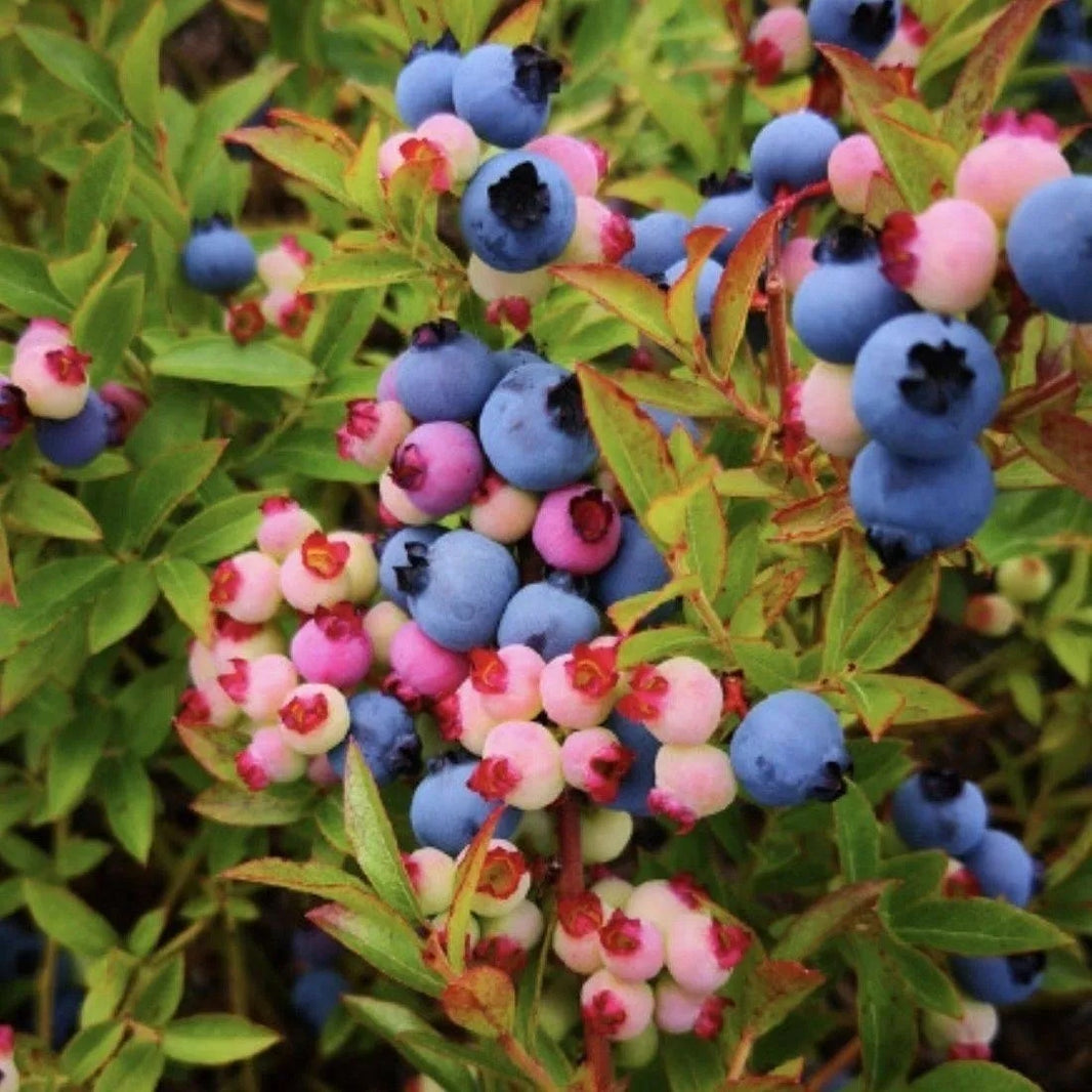 Blueberry Seeds, Non-GMO High Yield Seeds for Home Garden & Pots