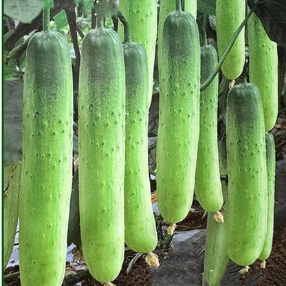 Fresh Cucumber Seeds, Non-GMO Vegetable Seeds for Patio Pots & Greenhouses