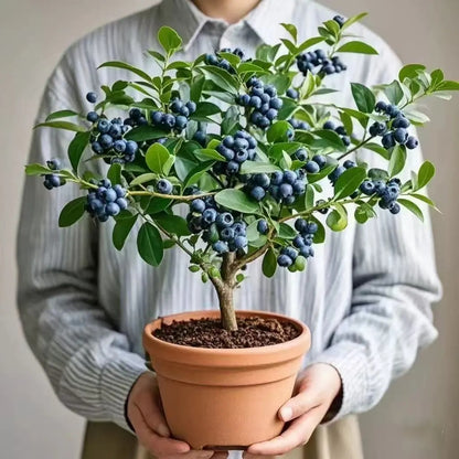 Home Garden Blueberry Seeds, Sweet Fresh Fruits for Daily Eating