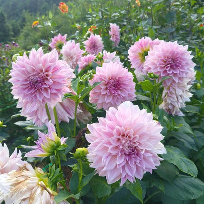 Fresh Dahlia Seeds, Non-GMO Blooms for Indoor & Outdoor Planting