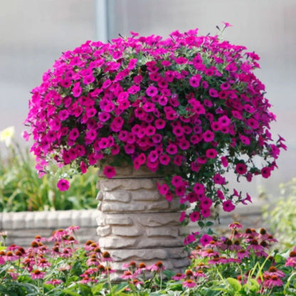 Mini Petunia Seeds, Compact Non-GMO Flower Seeds for Window Sills & Small Pots (Easy to Grow)