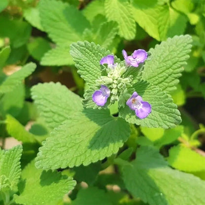 Fresh Mint Seeds, High Germination Edible Herb Seeds for Pots & Window Sills