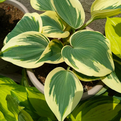 100pcs/bag Hosta Seeds: Shade-Loving Perennial Plant Seeds for Landscaping