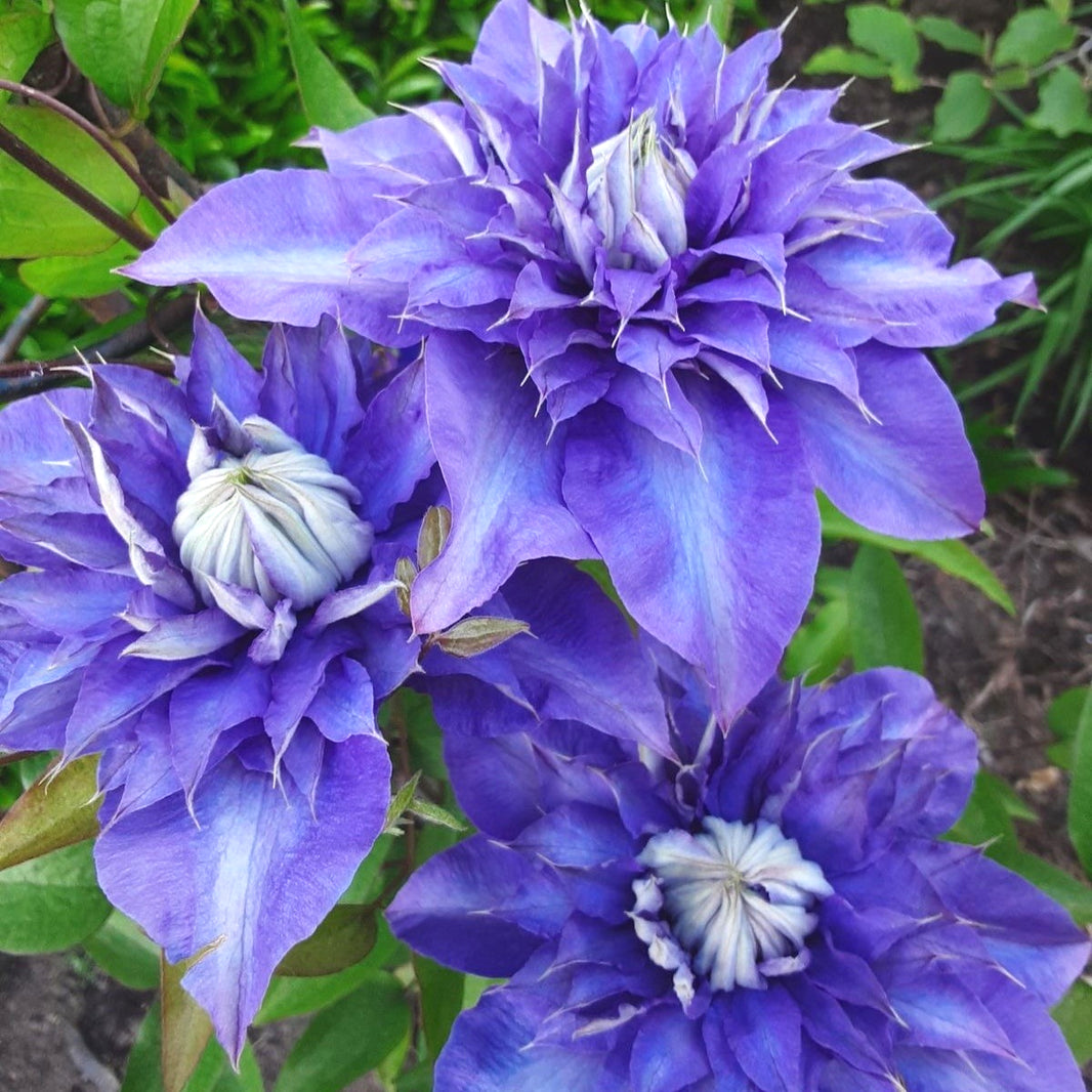 Non-GMO Clematis Seeds, High Germination for Garden & Trellises