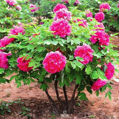 High Germination Peony Seeds, Cold Hardy Outdoor Ornamental Flowers