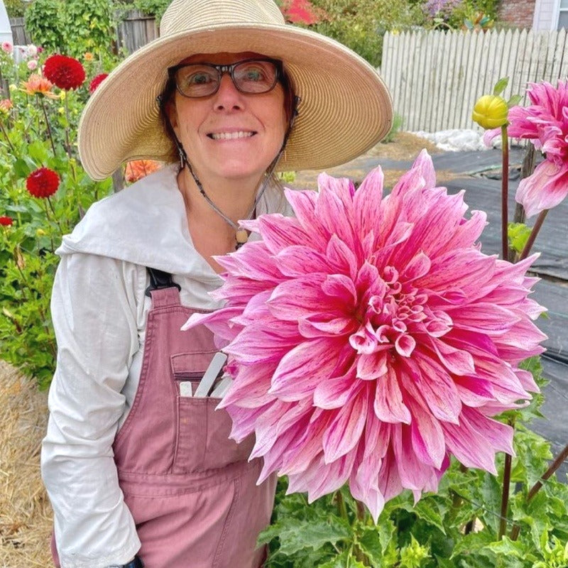 Rare Dahlia Seeds, Unique Vibrant Flower Seeds for Garden Borders