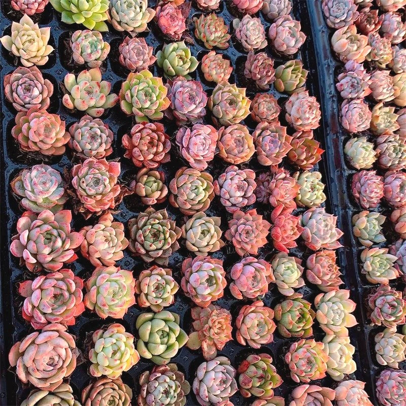 Low-Maintenance Succulent Seeds, Non-GMO Seeds for Desk & Small Pots