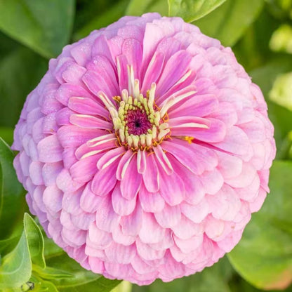 Zinnia Seeds, Non-GMO Fragrant Flower Seeds for Garden & Cut Arrangements