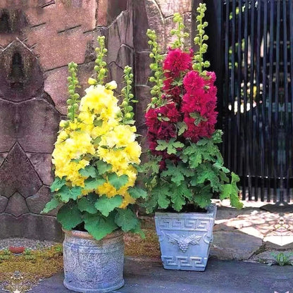 Heirloom Hollyhock Seeds, Multi-Color Tall Stalk Flower Seeds