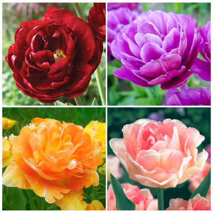 Fresh Peony Flower Seeds, Vibrant Mixed Colors for Patio & Yard