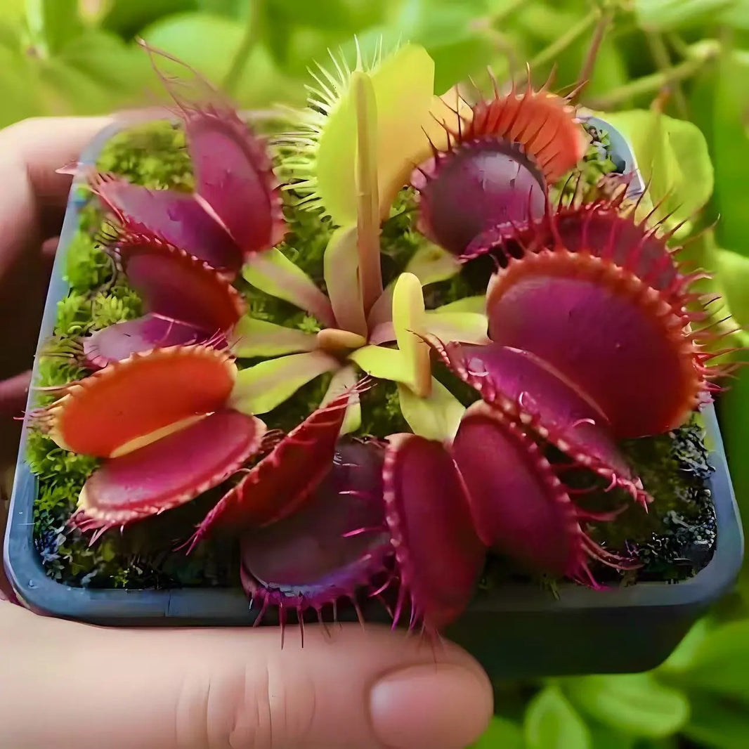 Beginner-Friendly Venus Flytrap Seeds, High Germination Carnivorous Plant Seeds