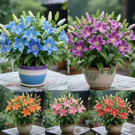 Mixed Color Lily Seeds, Non-GMO Fragrant Perennial Seeds for Patio Pots