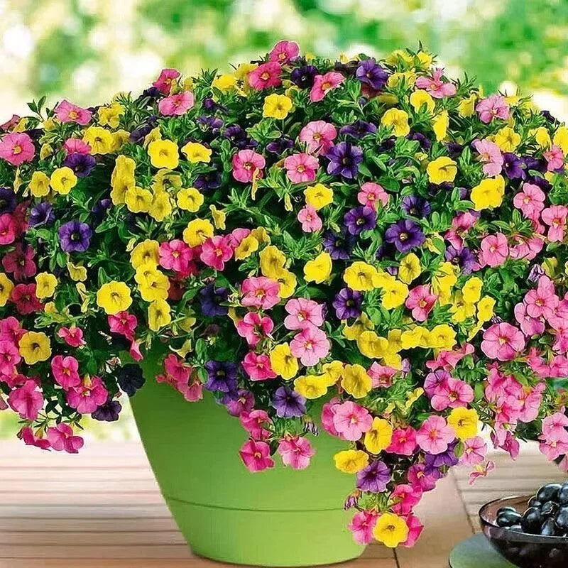 Mini Petunia Seeds, Compact Non-GMO Flower Seeds for Window Sills & Small Pots (Easy to Grow)