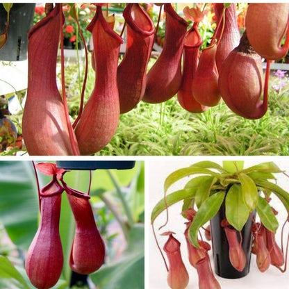 Exotic Venus Flytrap Seeds, Non-GMO Seeds for Quirky Garden & Indoor Displays