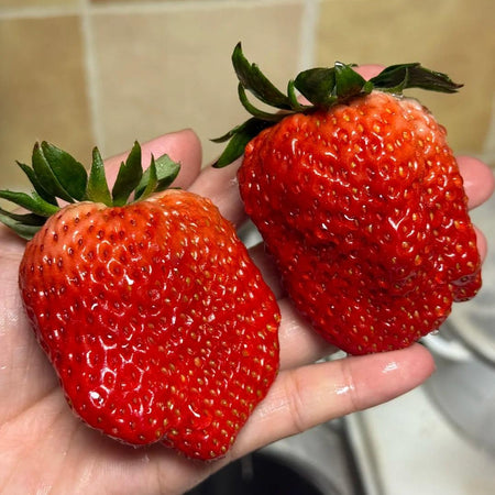 300pcs/bag Strawberry Seeds Gourmet Alpine Wild Sweet Seeds for Hanging Baskets