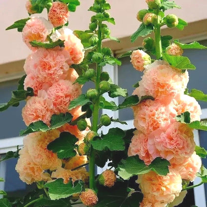 Outdoor Hollyhock Seeds, Biennial Flower Seeds for Home Landscaping