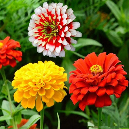 Garden Zinnia Seeds, Easy to Grow Non-GMO Seeds for Hanging Baskets & Cut Bouquets