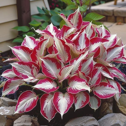 Hosta Seeds | Perennial Shade Plants with Gorgeous Foliage