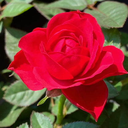 100pcs/bag Rose Seeds - Fragrant & Easy to Grow for Flower Gardens