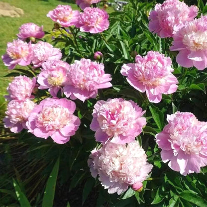 Peony Seeds, Non-GMO Perennial Flower Seeds for Garden & Flower Beds